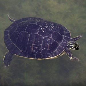 Meet your Posher, Vidhi